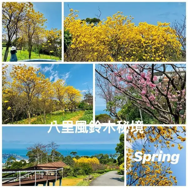 北部風鈴木最新賞花秘境|八里愛維養護中心|隱藏版天空步道|觀景台遠眺台北港|櫻花、風鈴木、木棉花、海景一次欣賞