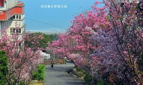 【八里 / 賞櫻 】愛維養護中心 - 希望花園。再訪 - 怒放的粉櫻 & 黃金林