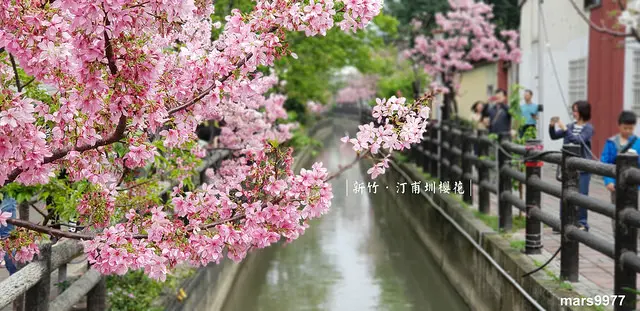 【新竹 旅遊】新竹東南街汀甫圳櫻花．在都市區巷弄間也有櫻花繽紛/櫻花盛開中/新竹賞櫻景點