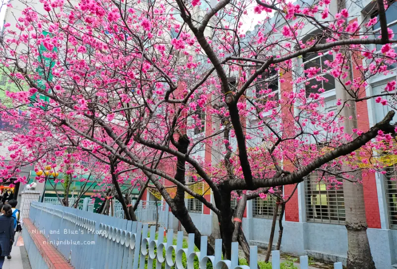 什麼!!銀行也有賞櫻景點,來去合作金庫中賞櫻花.台中火車站 Nini and Blue 玩樂食記