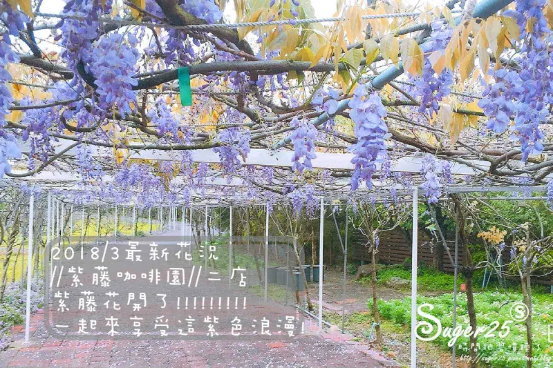 [旅遊]2018/3月*最新花況*紫藤花開了!!//紫藤咖啡園//二店，一起來享受這紫色浪漫!--新北市淡水區