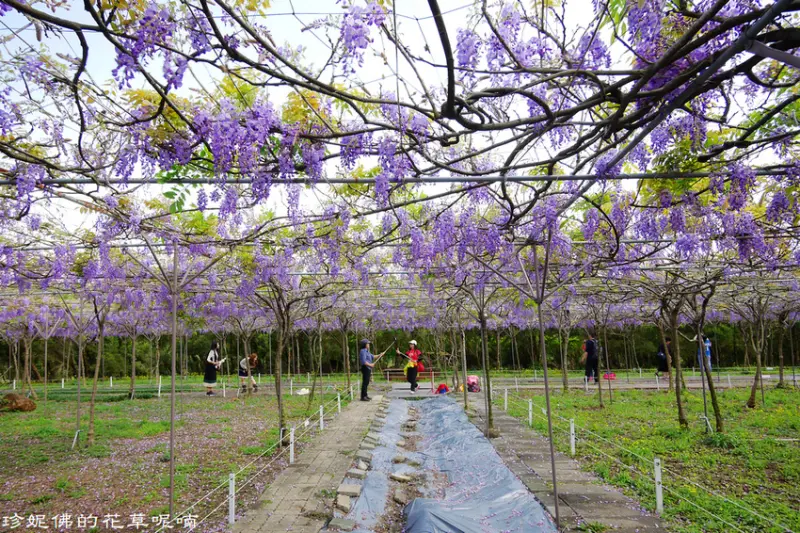 【新北-淡水區】2019紫藤花季「紫藤咖啡園（二店）水源園區」