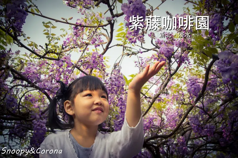 紫藤咖啡園二店水源園區～季節限定的紫色浪漫，相機記憶卡保證不夠裝