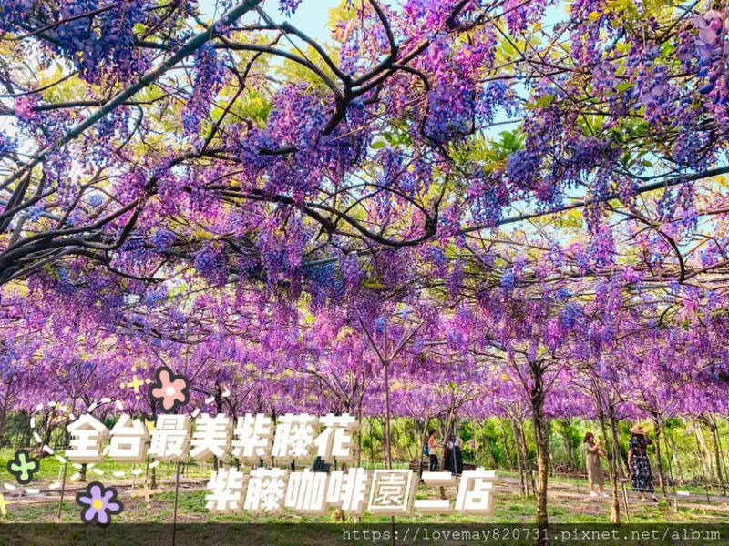 【台北景點】淡水 紫藤咖啡園二店（水源園區）全台最美的紫藤花園 紫藤花盛開中 - 睿睿の奇幻成長日記