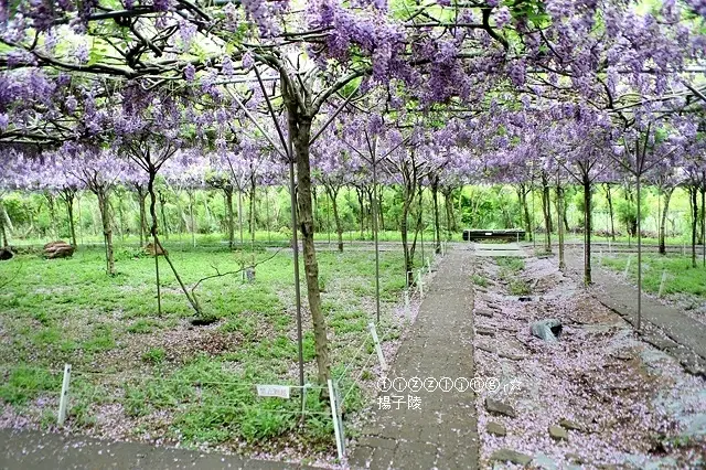 2020全台最大夢幻紫浪來襲，新北淡水紫藤咖啡園二店，（水源園區），花期：2020.03.25~2020.04.10～