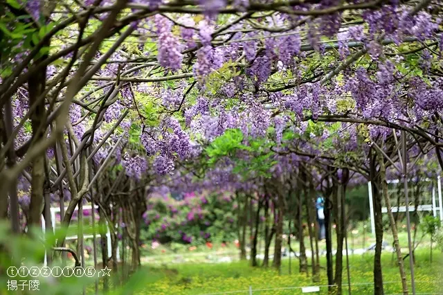 2019那一年那一天，淡水下了一場紫雨&紫藤咖啡園二店（水源園區）～