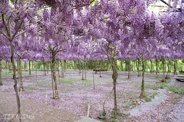 2021新北淡水｜紫藤咖啡園二店(水源園區)｜這一年，我們即將說再見的紫色記憶～