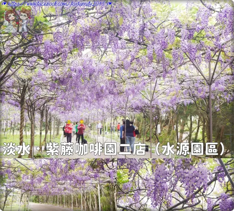 淡水♥♡♥2019紫藤花季．紫藤咖啡園二店（水源園區）．漫步浪漫紫色花海下！