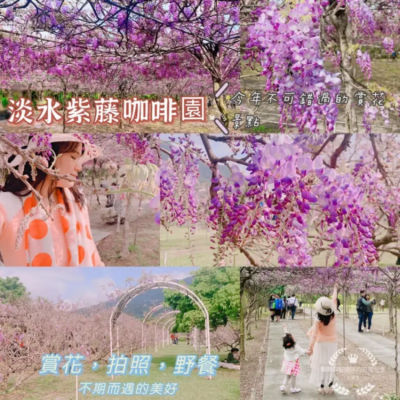 2021新北賞花景點！最新的紫藤花況都在淡水紫藤咖啡園！全台最多的萬坪上千株紫藤樹，請把握3週的賞花限定期，ㄧ起來場紫色的夢幻約會吧！