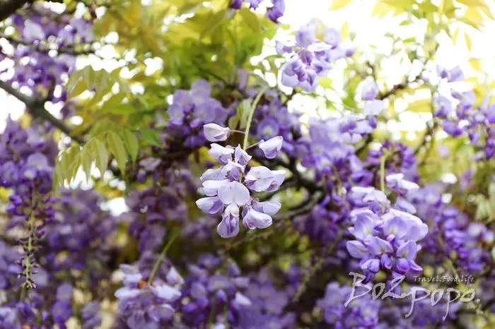 嘉義。梅山》阿喜民宿下午茶，獨享浪漫的紫藤花開(20180323花況)