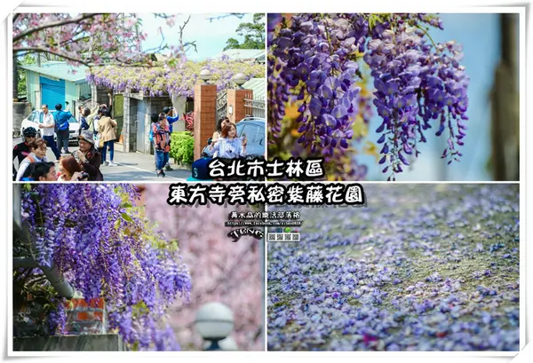 東方寺附近的私人紫藤花園【陽明山景點】|台北市士林區距離東方寺50公尺的紫藤花私人秘境。        
      