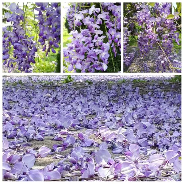 桃園賞花秘境【開南大學夢幻紫藤花海】無人的紫藤花隧道/走在紫色地毯上近距離欣賞紫藤花的美(2018/4/3最新花況)