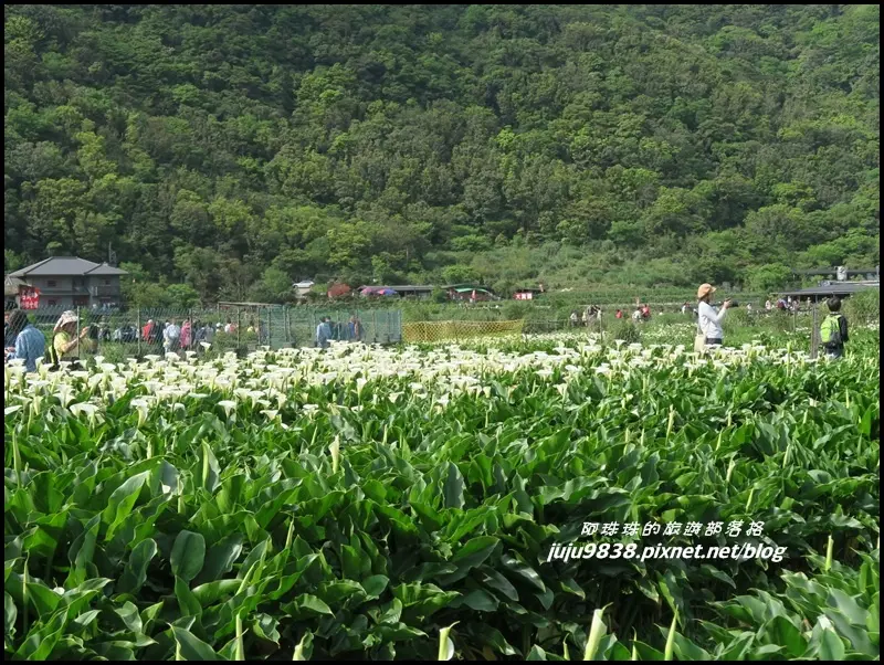 2018竹子湖海芋季。頂湖海芋環狀步道。頂湖小鎮順賞紫藤花