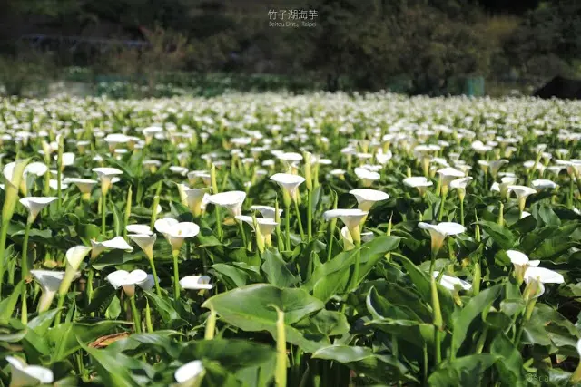 台北。北投。俯拾朵朵雪白的淡香 / 2018 竹子湖海芋季