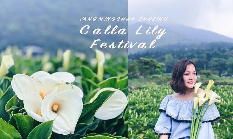 台北一日遊｜2018陽明山竹子湖海芋｜步道海芋園｜交通花期懶人包