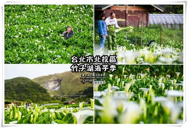 竹子湖海芋季【陽明山景點】|台北市北投區賞花熱門景點；2018當幸福來相芋。        
      