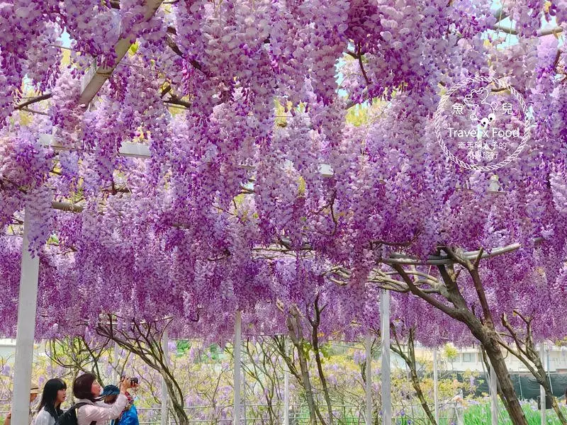 【遊】紫藤咖啡園（屯山園區）～季節限定的浪漫 @ 魚兒 x 牽手明太子的「視」界旅行