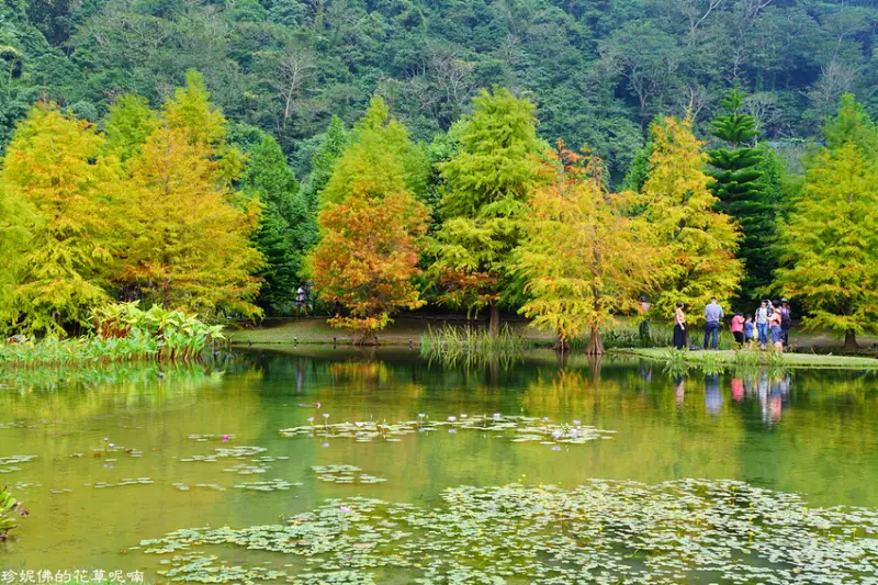 【苗栗-南庄鄉】南庄雲水度假森林落羽松美景