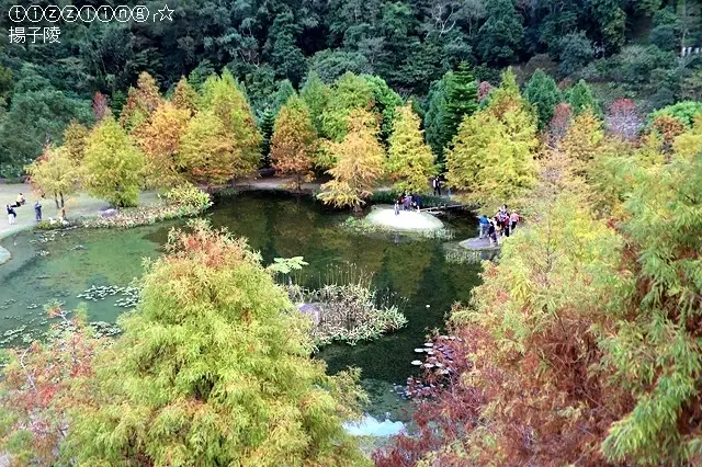 苗栗南庄，雲水度假森林，一園２景白天夢幻絕美落羽松，夜間七彩燈耀落羽松～