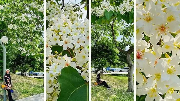 2021桃園油桐花季│龍潭賞桐秘境│桃園油桐花開了│桐花樹下浪漫野餐趣(最新花況2021/4/5)