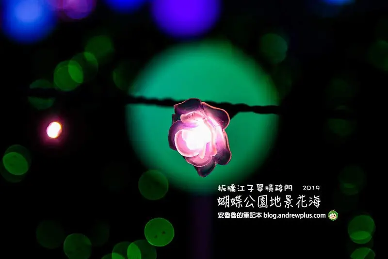 2019蝴蝶公園地景花海-板橋水岸公園散步欣賞光雕夜景
