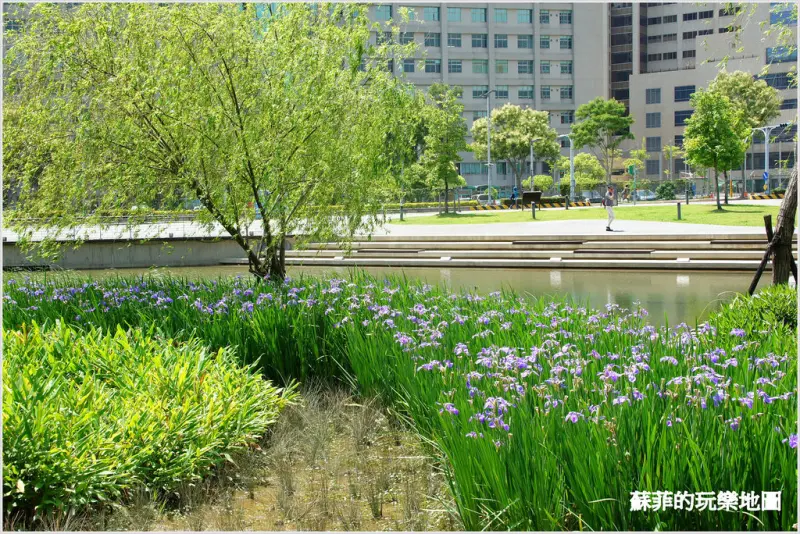 新北賞花。板橋台北遠東通訊園區賞鳶尾花,紫蝴蝶翩翩起舞