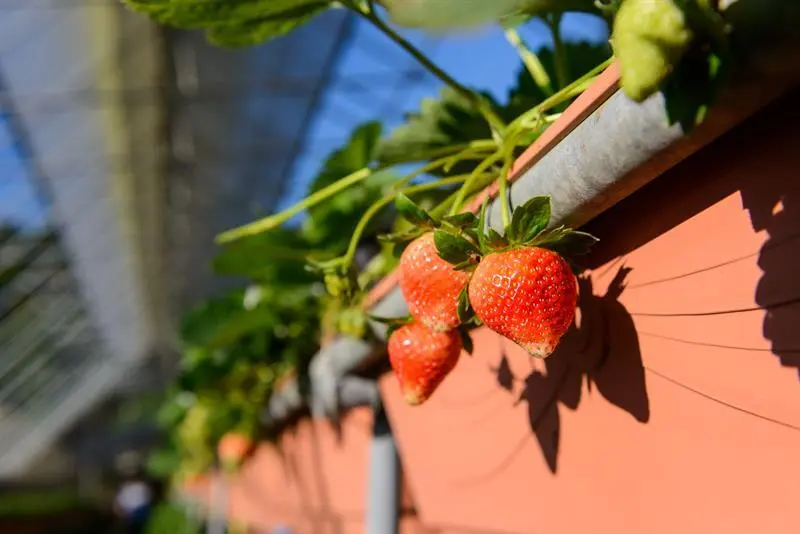 台北內湖草莓季開跑！白石湖輕旅行 Let’s Go！