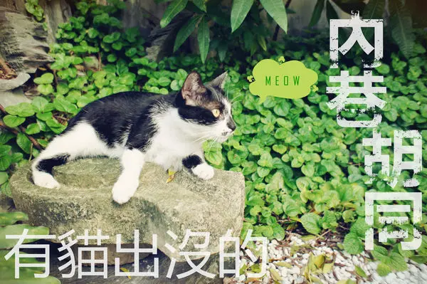 ｜食記｜台中/西區｜內巷×胡同 咖啡｜有貓店長駐店的巷內咖啡廳