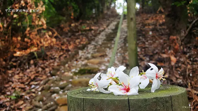 漫步桐花小徑。滿地桐花似飛雪。八卦山遊桐趣。德興社區。