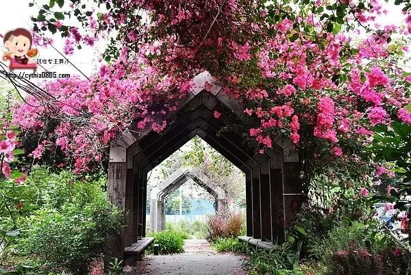 中壢工業區裡面的不起眼小公園，有超美的九重葛爆炸盛開中