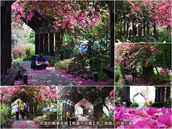 ﹝桃園市中壢遊記﹞松江南路人行道花園　藏身工業區的IG打卡新秘境，夢幻浪漫的九重葛怒綻花亭　／中壢IG打卡新景點／中壢婚攝新景點／中壢美食列表