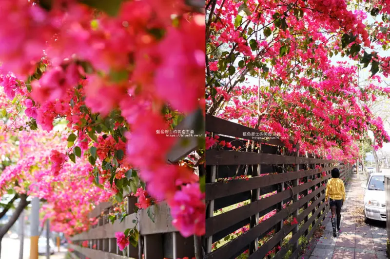 台中石岡│桃紅浪漫九重葛花牆點綴了公車站.等車也很唯美 - 藍色起士的美食主義