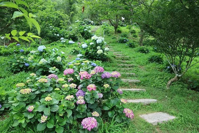 。苗栗食記。南庄碧絡角花園咖啡。被繡球花包圍的山林花園