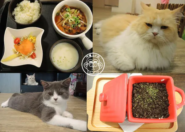 呷飽祙【台北松山･和貓咪有約】多到數不清的萌接待生陪伴        
      