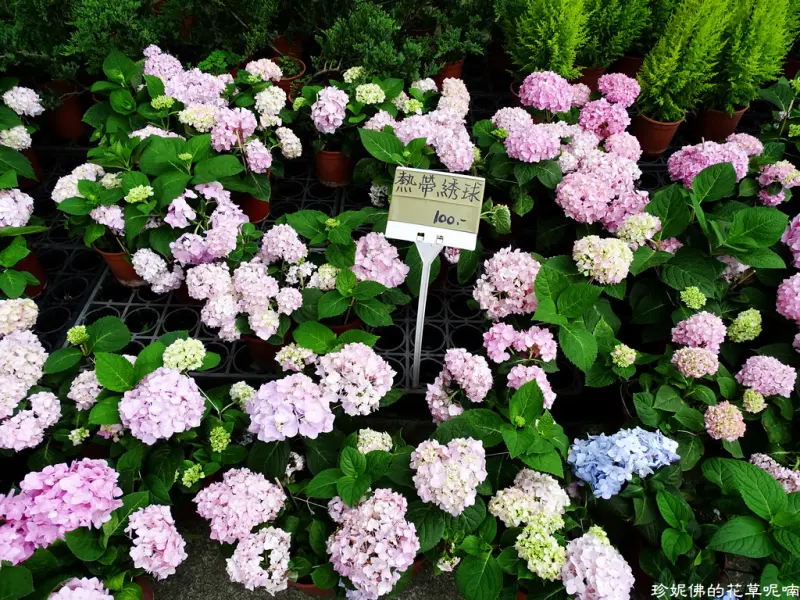 【新北-三峽區】三峽花市