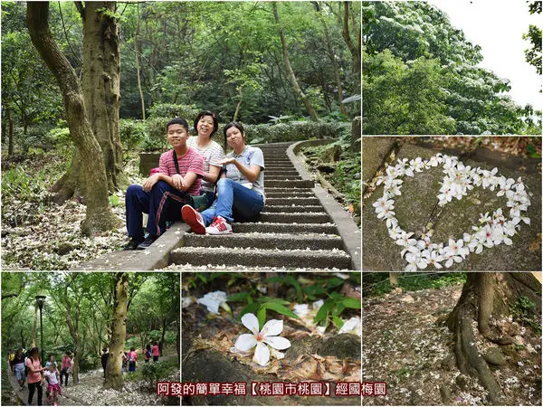﹝桃園市桃園遊記﹞經國梅園　桃園都會區後花園中，桐花雨如白雪般紛飛而下的幸福浪漫美境　／虎頭山公園桐花／桃園桐花／桃園美食列表