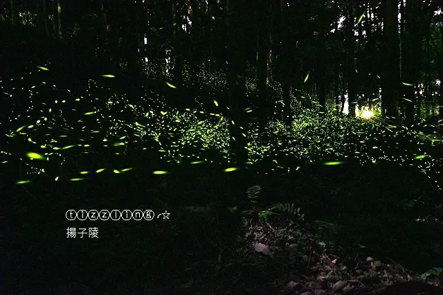 2018三峽大埔路賞螢&三峽建安路賞螢，4/26最新螢況&土城青雲路賞螢，5/4最新螢況&當秘境不在是秘境時&螢光點點滿滿飛～