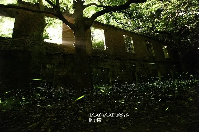 2021螢火蟲季｜2021新北三峽建安路螢火蟲｜2021新北三峽大埔路螢火蟲｜2021新北坪林螢火蟲～