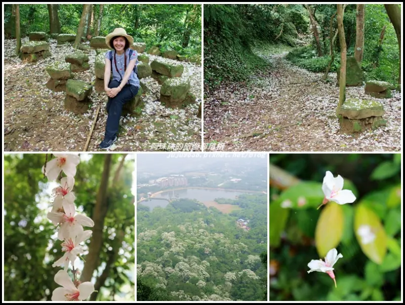 桃園大溪。大芁芎古道四月雪桐花飛