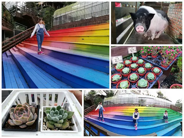 【桃園楊梅景點】左岸森林多肉植物咖啡館，各式多肉植物超療癒，漸層彩虹階梯好夢幻~