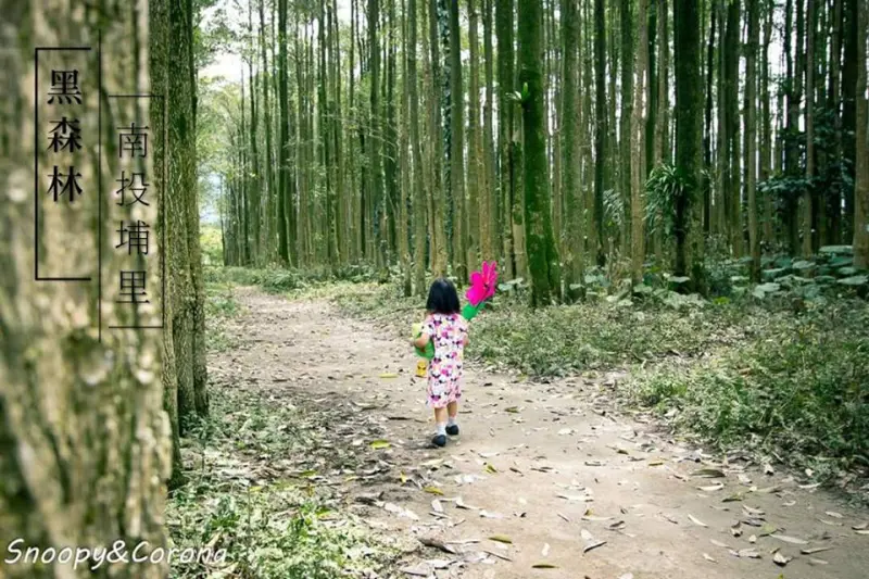 埔里景點／南投埔里黑森林～比直參天的黑板樹輕鬆拍出IG打卡美照