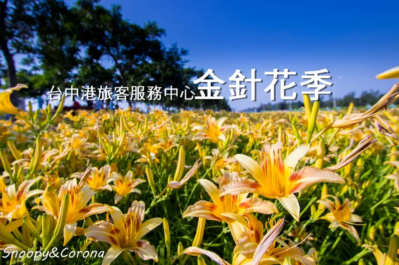 台中賞花景點／台中港旅客服務中心金針花季～不用辛苦跋涉上山在平地就能欣賞到黃澄澄的金針花海