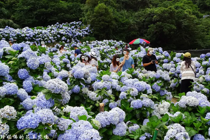 【台北-北投區】2019竹子湖繡球花季｜午後陽光繡球花田