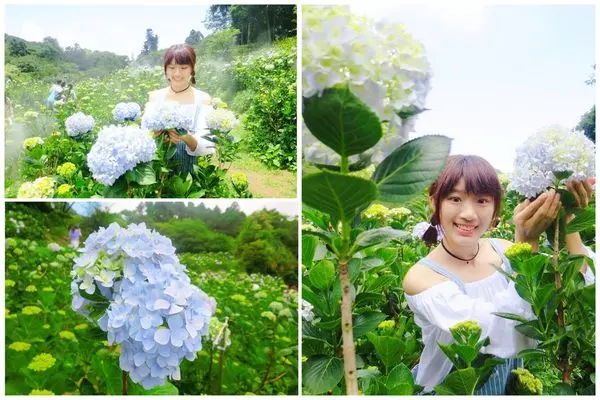 【陽明山竹子湖】午後陽光繡球花田(2018/5/12最新花況)，憑門票可兌換盆栽!