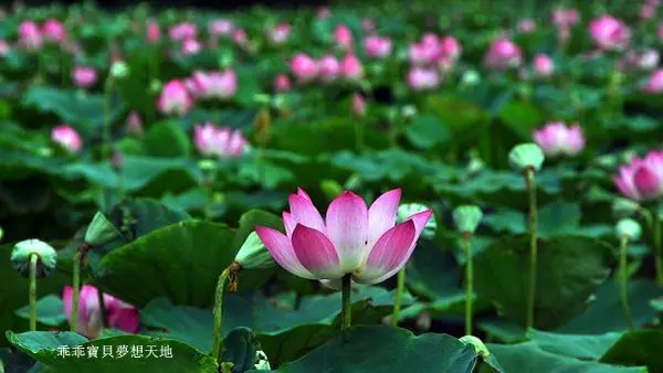 【樹林 / 賞荷】鹿角溪人工溼地 - 夏荷 大爆開