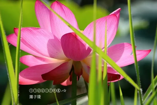 2018樹林。鹿角溪人工溼地。夏。荷花開～