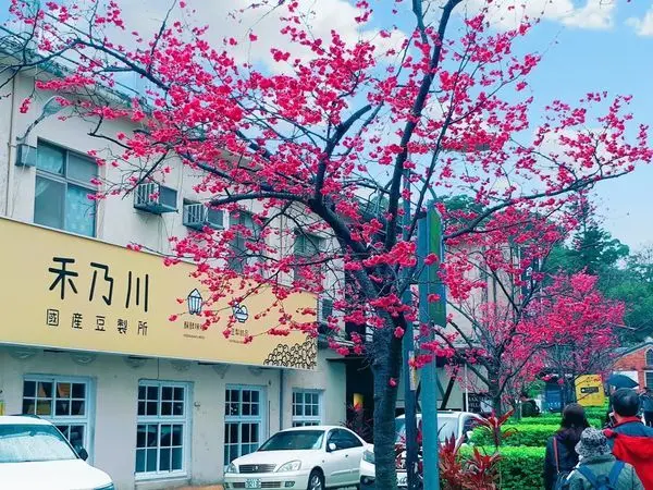 【禾乃川國產豆製所】在三峽老街賞櫻喝豆漿/隱藏於三峽老街的手工豆腐店/免費參觀文創合習聚落