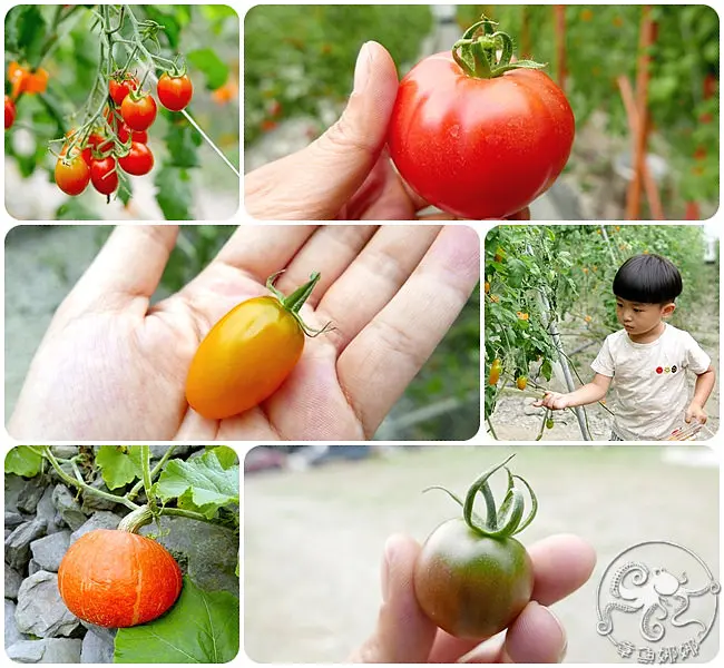 宜蘭員山鄉【禾昌農場】溫室培育新鮮無毒三色番茄、桃太郎，邊採邊吃還能將戰利品帶回家與親友分享！路過山林小溪；清涼你我的心。