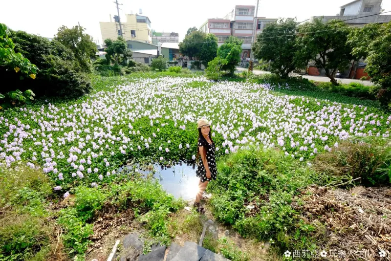 漂浮水上紫色夢幻布袋蓮(鳳眼蓮)，朵朵粉嫩紫既夢幻又浪漫，簡直就是一整個粉紅少女心大噴發啊 (花況107/5/12)