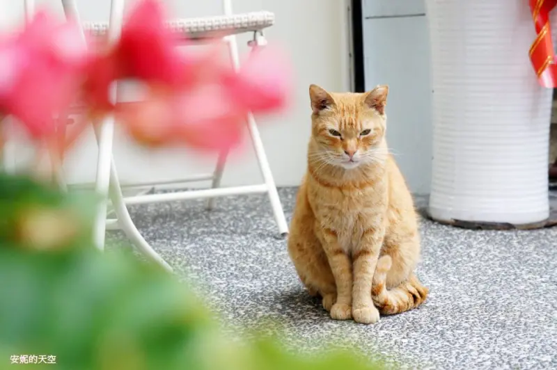 [板橋美食]ＡＭＹＣＡ音。為你　音樂與貓咪相伴的美好空間　鄰近江子翠站 - 安妮的天空